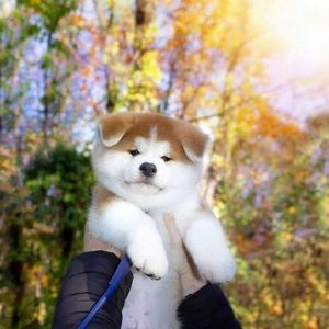 Meet your Posher, Xiaoding